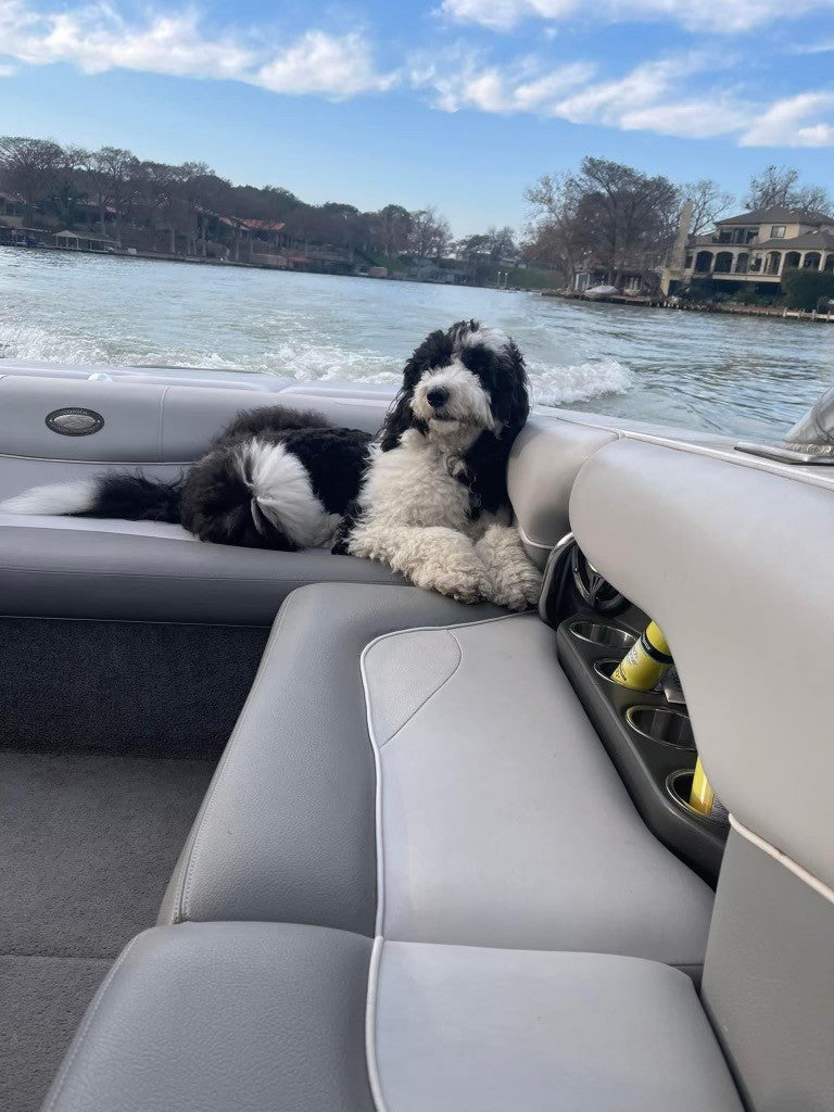 Preparing Your Dog for a Day on the Boat!